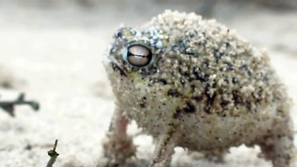 Worlds Cutest Frog  Desert Rain Frog