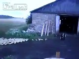 Russian man has well trained ducks.