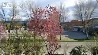 Trees in wind timelapse