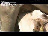 An Unusual Technique Encouraging Cows to Lactate and Showering Under Urinating Cows are Excellent Examples of...