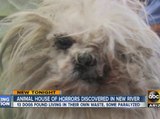 Animal house of horrors discovered in New River
