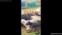 SORPRENDENTE VIDEO ANIMAL DE UN HOMBRE CON SUS PERROS MASCOTAS JUGANDO JUNTOS SEPTIEMBRE 2015