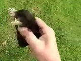 How to catch a mole by your hands only