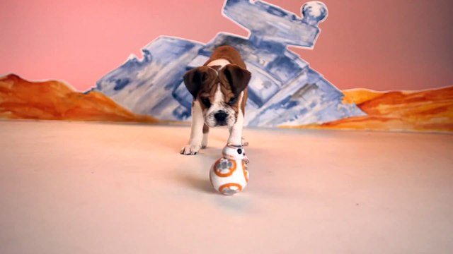 Des chiens testent le nouveau droide star wras BB-8... Validé!