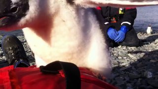 Baby Penguin Jumps on Man's Belly