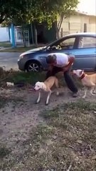 20 feet jump by a dog