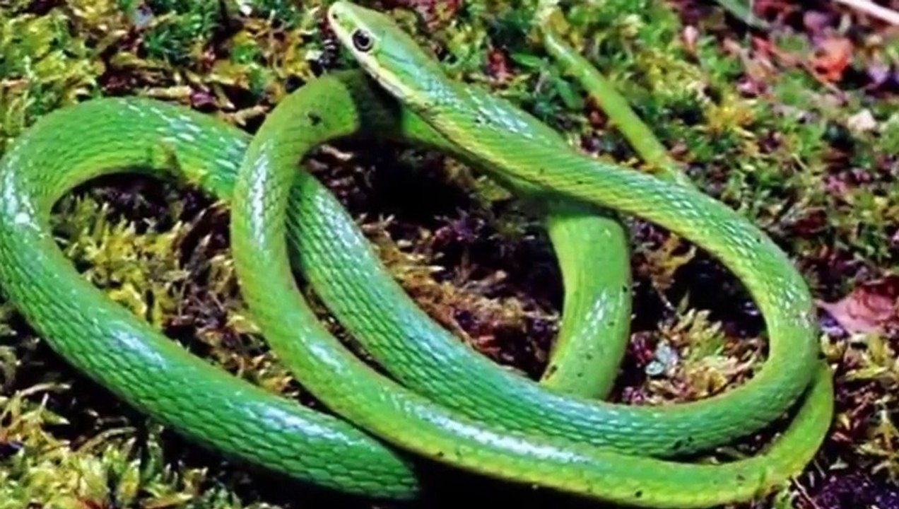 TOP 15 MOST DANGEROUS ANIMALS IN THE WORLD