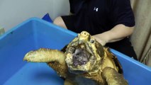 Alligator snapping turtle eats water melon