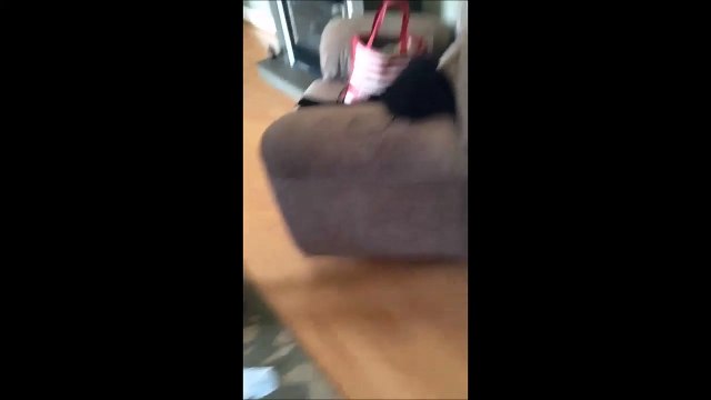 Dog's reaction to his baby sisters arrival is just hilarious!