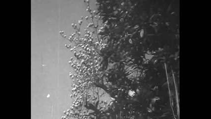 Spaghetti Trees - BBC Report