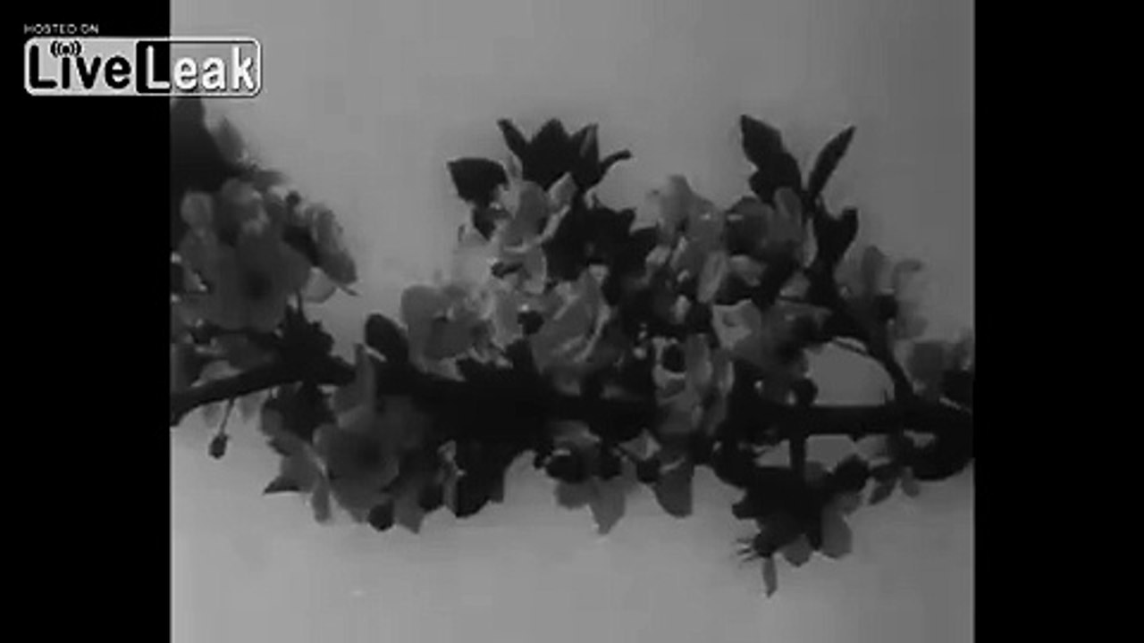 SPAGHETTI HARVEST IN SWITZERLAND.