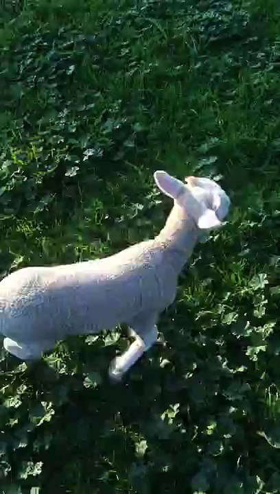 Winter the Lamb Loves to Bounce Around His Garden