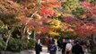 Japan Travel:  Walking with the Deer and Leaves on the Miyajima Walking Trails, Hiroshima 2015