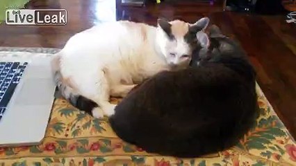 Cat Music Triggers Cat Fight!