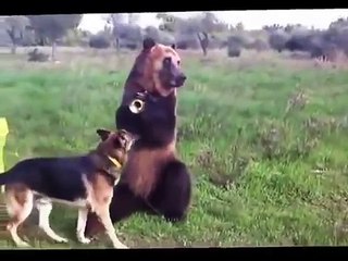 Такого медведя я вижу в первый раз