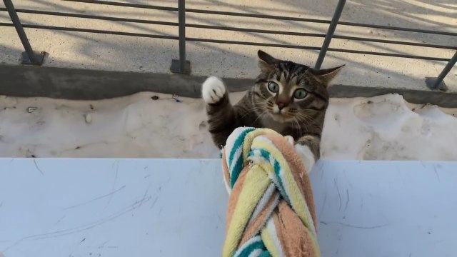 Кот домой пришел