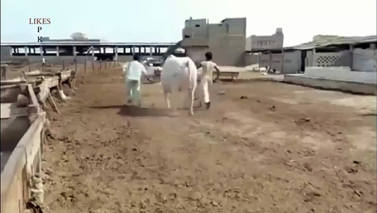 Dabang Heavy Bull