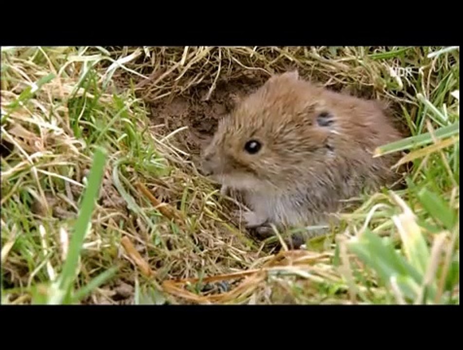 Expeditionen ins Tierreich- Wildkatzen- Versteckt in Deutschlands Wäldern 2008