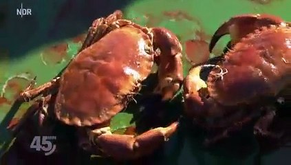 Wer stoppt die Plastik-Bedrohung? Gewaltige Folgen für die Meere