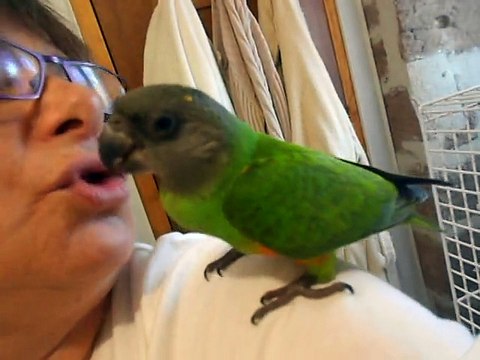 caline mon bébé youyou du sénégal EAM