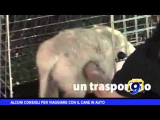 Alcuni consigli per viaggiare con il cane in auto