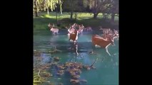 Un troupeau de Cerfs prend son bain dans un étang... Moment magique