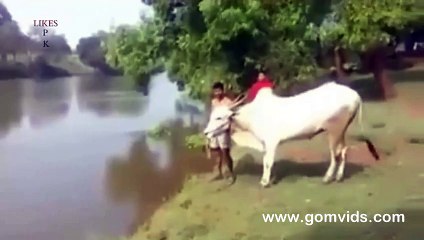 Animal Training can make animal a friend