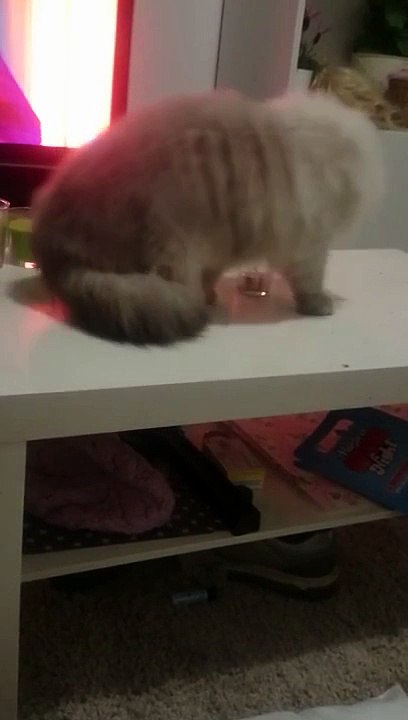 Gato malo