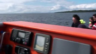 Spy hopping Minke Whale from Orca 1 Gairloch