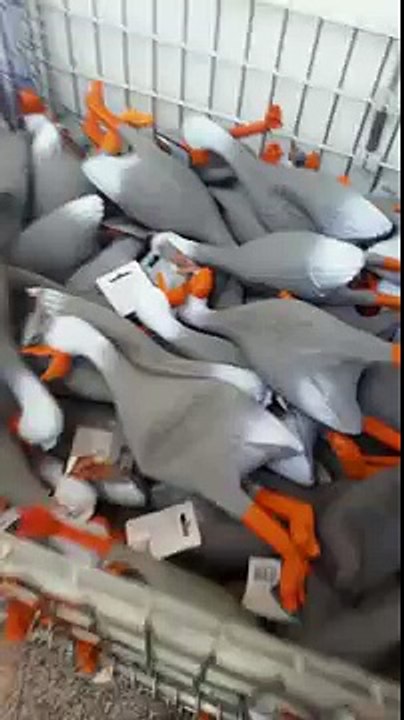 Une armée de canards en plastique