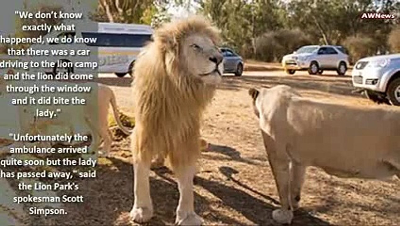 American Woman Pulled From Car And Killed By Lion In South Africa Park - Animal Attacks