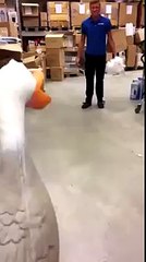 SCREAMING TOY DUCK KICK [VINE]