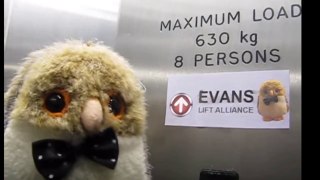 #MMM6 -  Funny Lift Commercial with Evil Owl