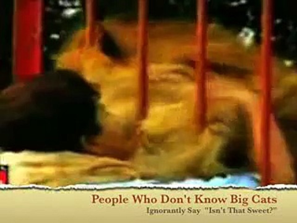 LION ATTACKS WOMAN!!!