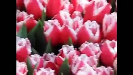 İLHAN SERT MORİ SEVDİĞİM Türkü Biga Yöresi