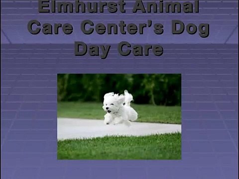 Elmhurst Animal Care Center : Full Range of Veterinary Services