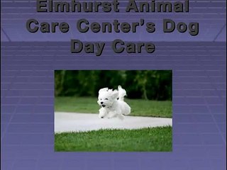 Elmhurst Animal Care Center : Full Range of Veterinary Services