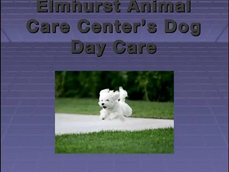 Elmhurst Animal Care Center : Full Range of Veterinary Services