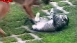 Funny Animals   Funny Animal Attacks Caught On Tape