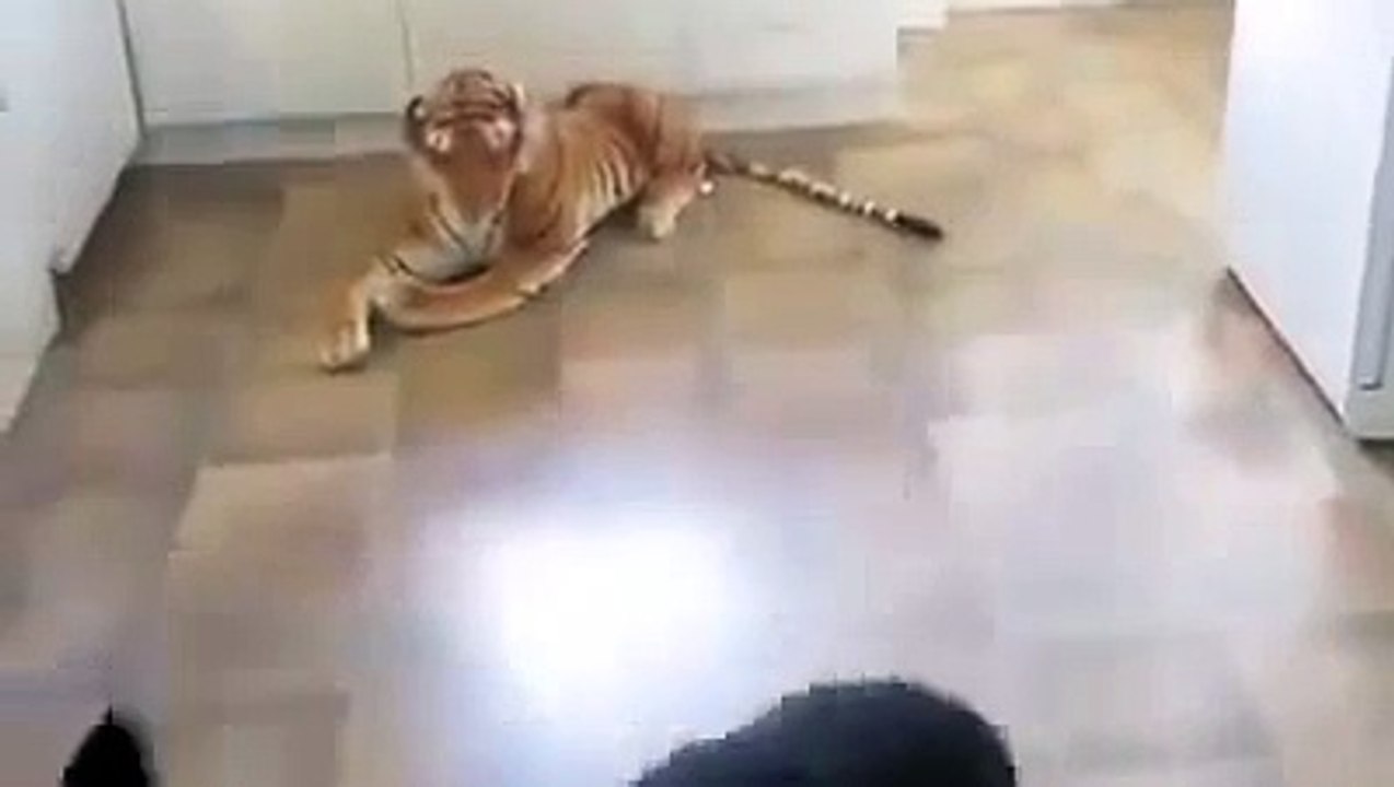 German Shepherd Afraid Of A Toy Tiger.mp4