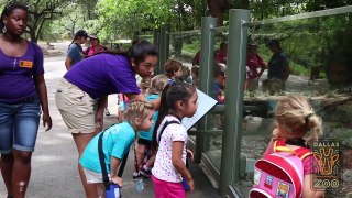 Dallas Zoo's Summer Camp is a Wild Time!