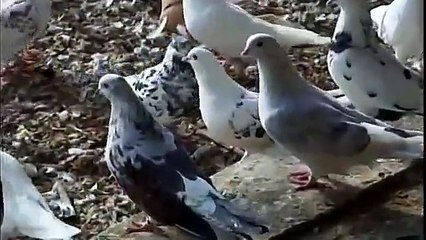 Iranian performing pigeon  کبوتر ایرانی