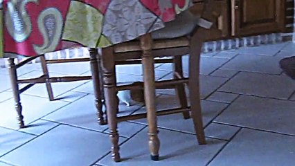 Un Cochon D'Inde qui a faim !