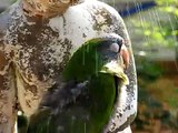 Frostie The Dancing Cockatoo and Avis The Blue Crown Conure Enjoy The Fountain Together!