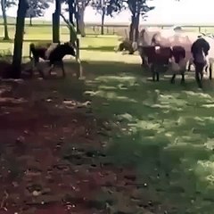 Goat Hits Giant Cow