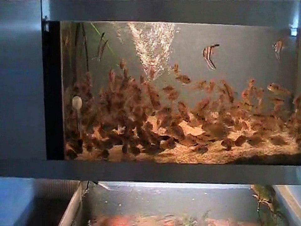 Vidéo poissons du 04 09 2015