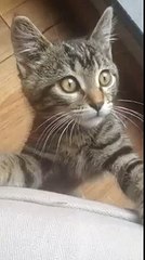 Funny Cat Fall on the floor | 2015 Funny Cats Videos