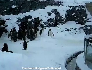 Biri Bu Pengueni Durdursun :)