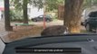Man Drives Car with Sleeping Cat On It - FunnY ! - Спячка на Капоте - ПРикол !