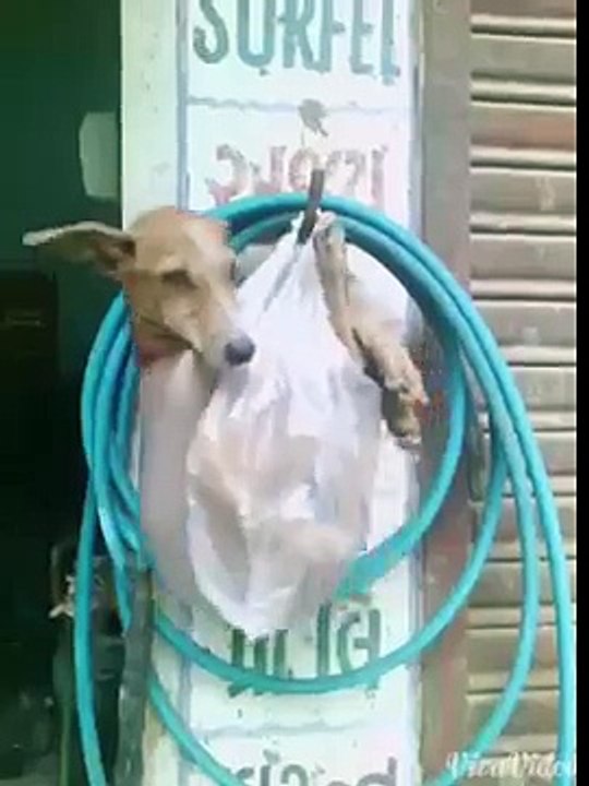 Funny dog torturous